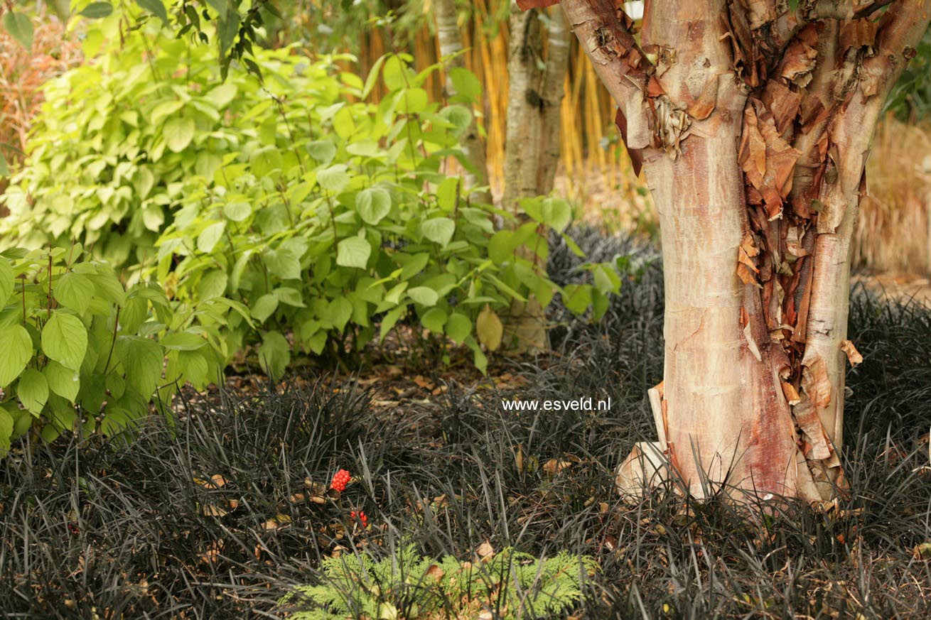 Betula albosinensis 'Bowling Green'