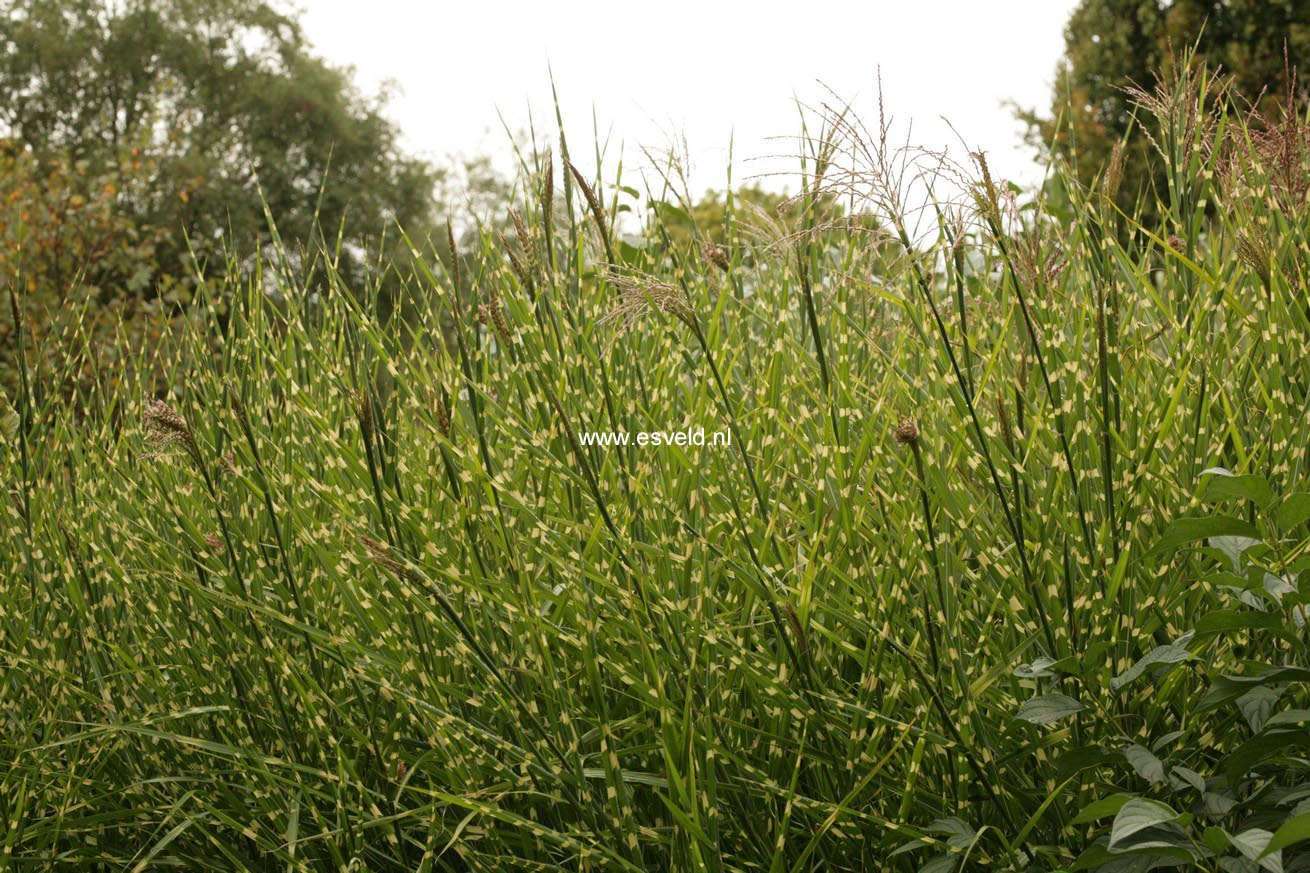 Miscanthus sinensis 'Zebrinus'