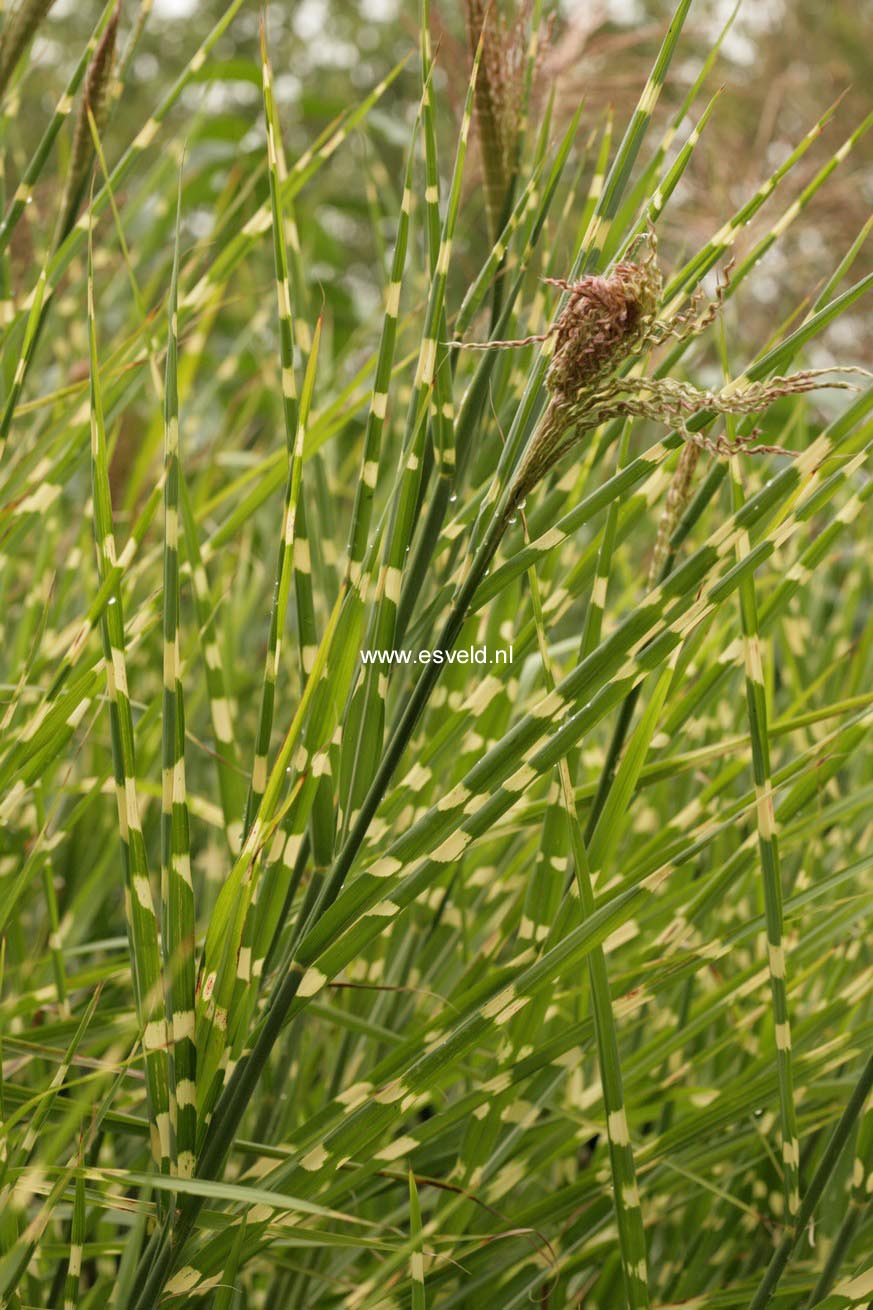 Miscanthus sinensis 'Zebrinus'