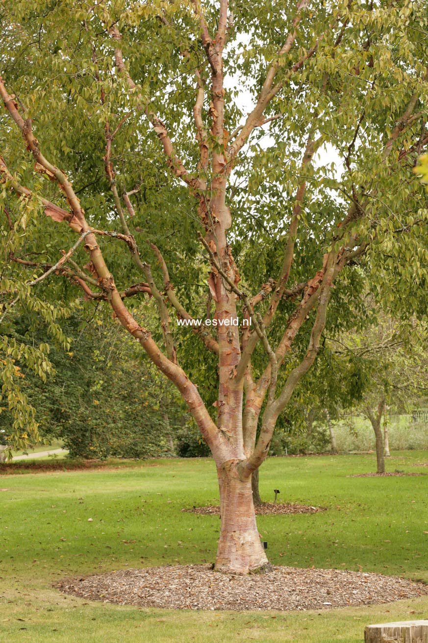 Betula albosinensis