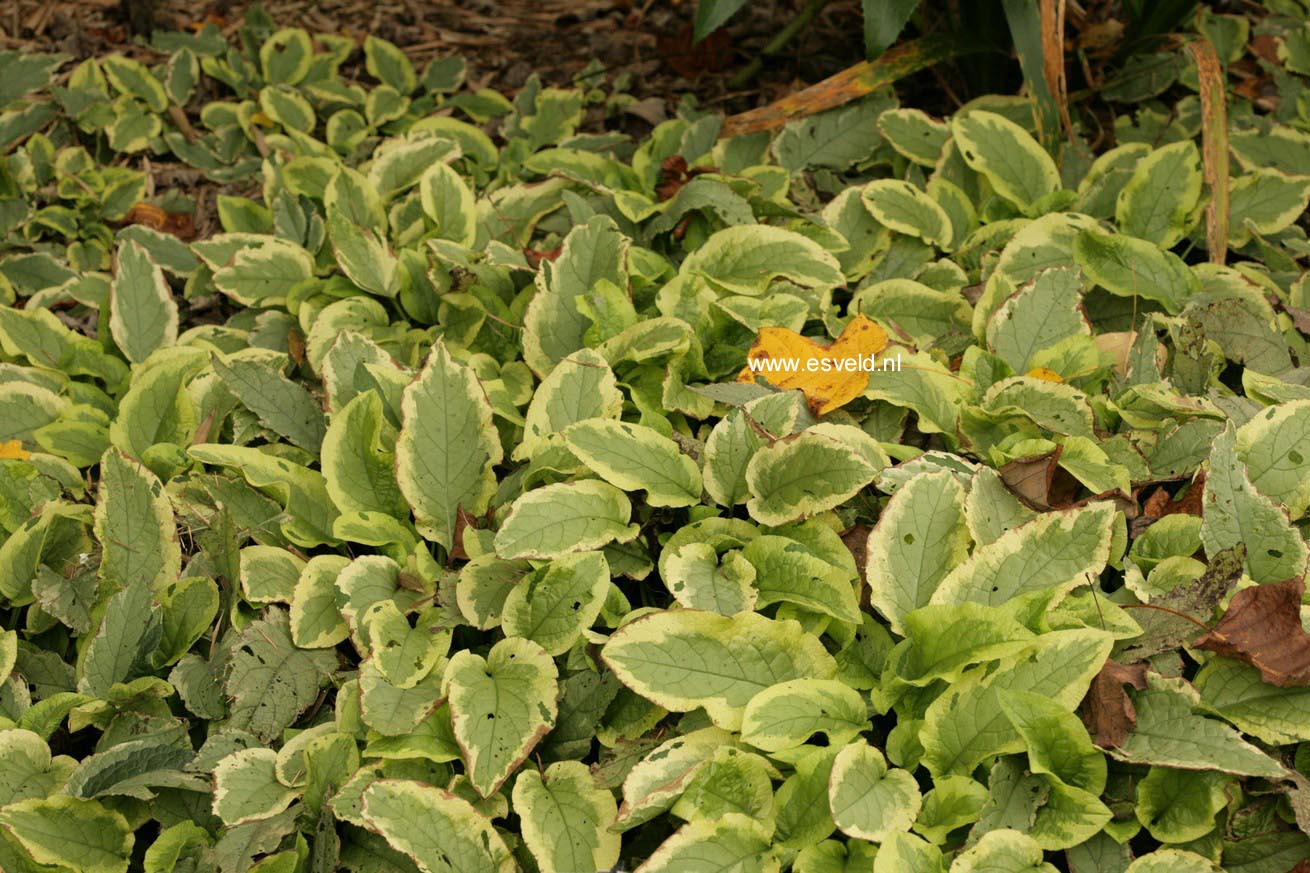 Symphytum grandiflorum 'Goldsmith'