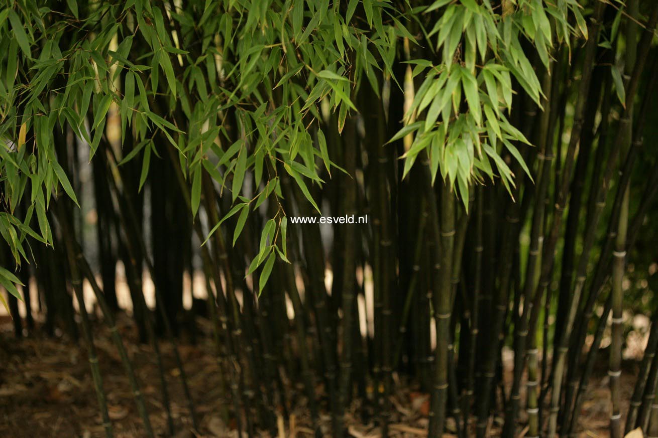 Phyllostachys nigra