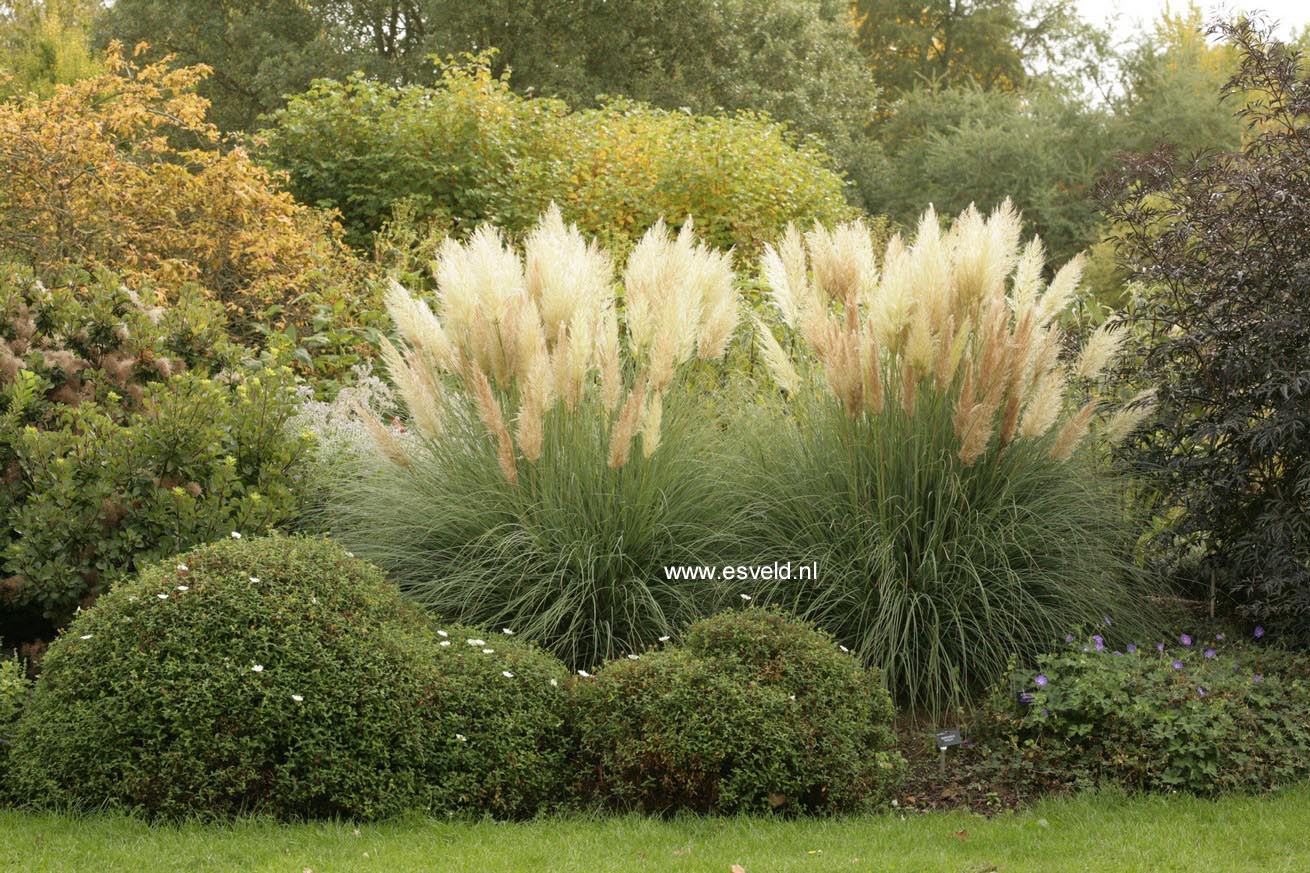 Cortaderia selloana 'Pumila'