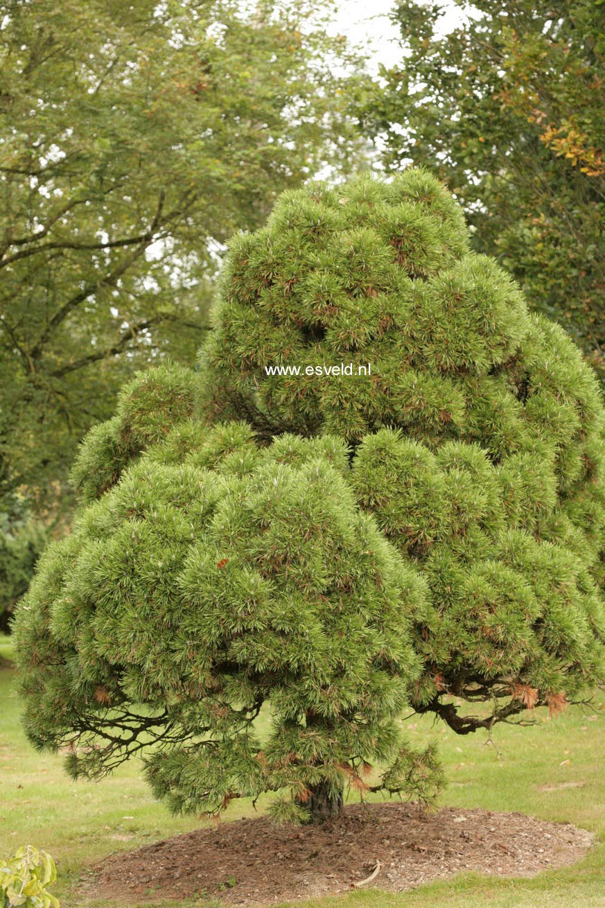 Pinus sylvestris 'Moseri'