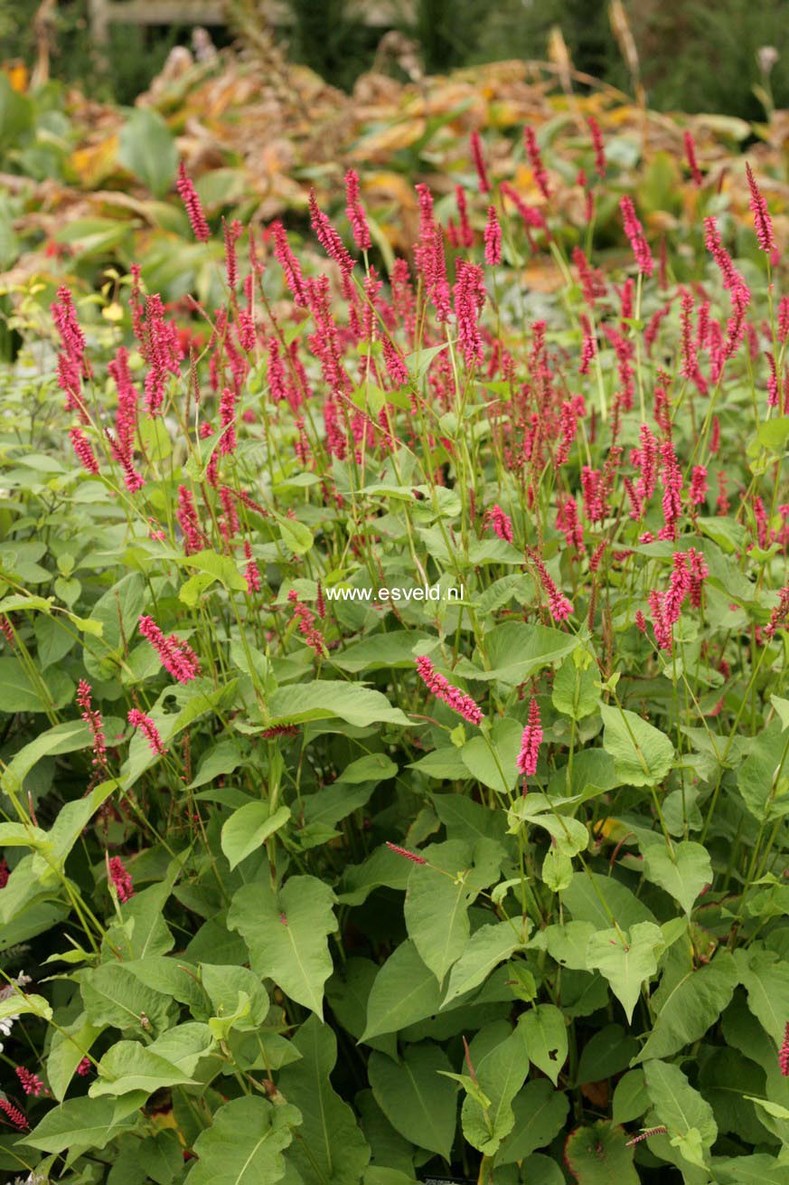 Persicaria amplexicaulis 'Speciosa' (FIRETAIL)