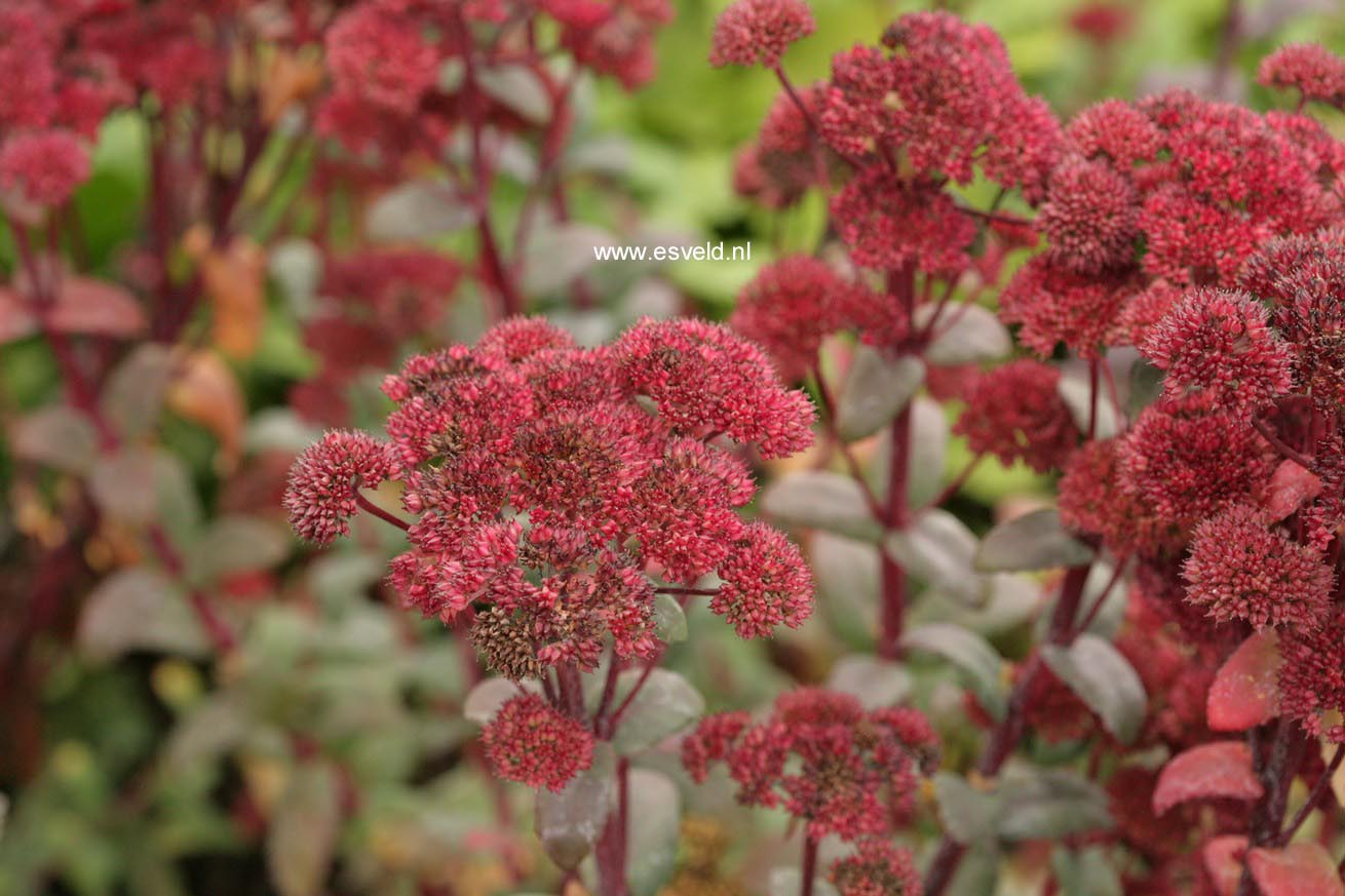 Sedum 'Red Cauli'