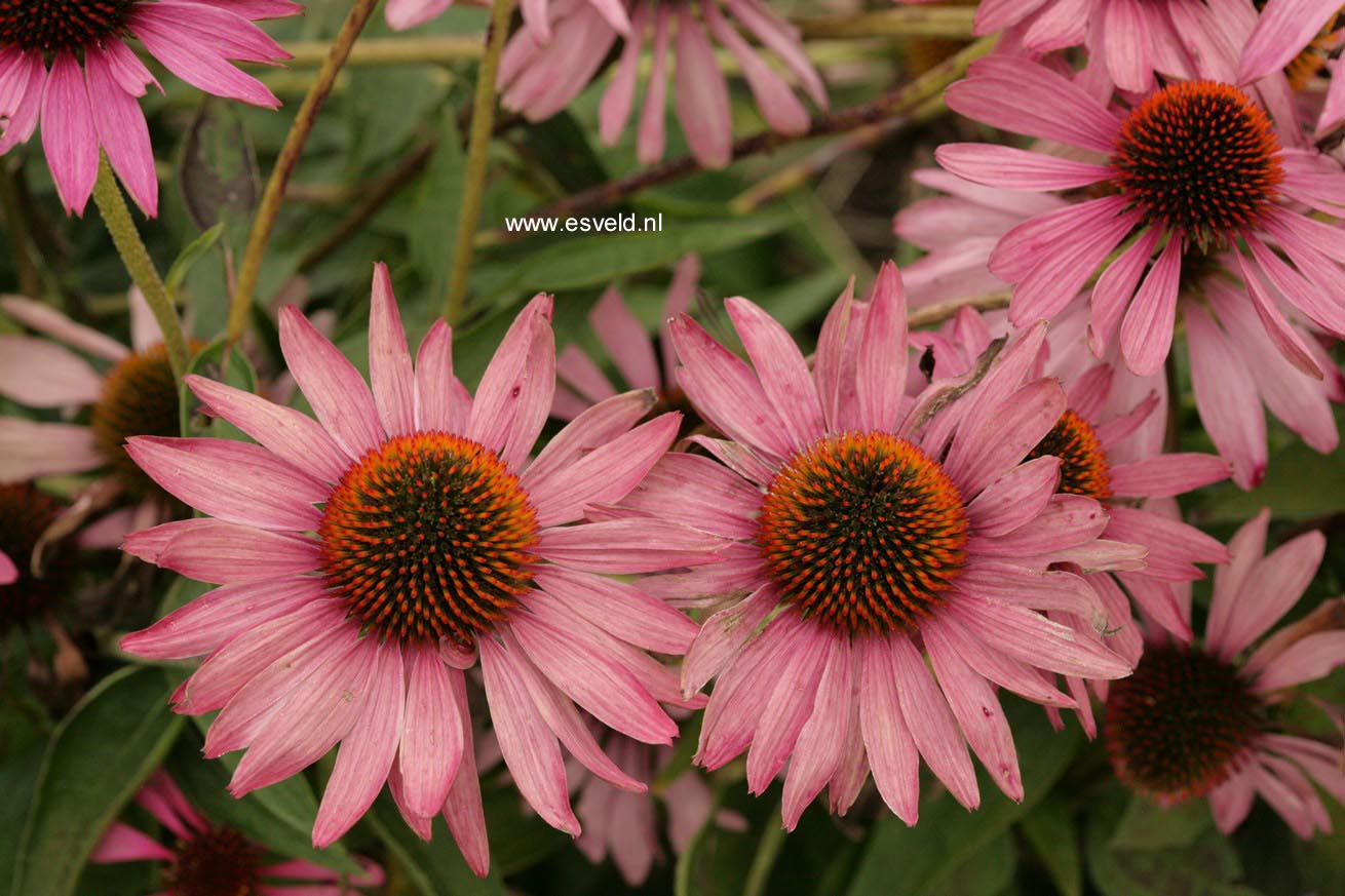 Echinacea purpurea 'Magnus'