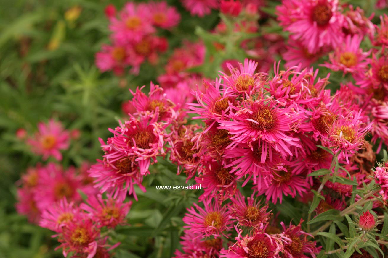 Aster novae-angliae 'Andenken an Alma Poetschke'