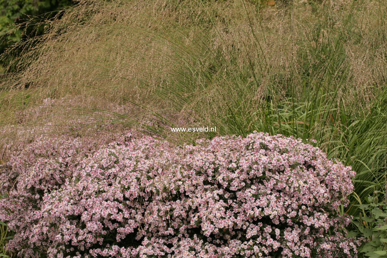 Aster laterifolius 'Coombe Fishacre'