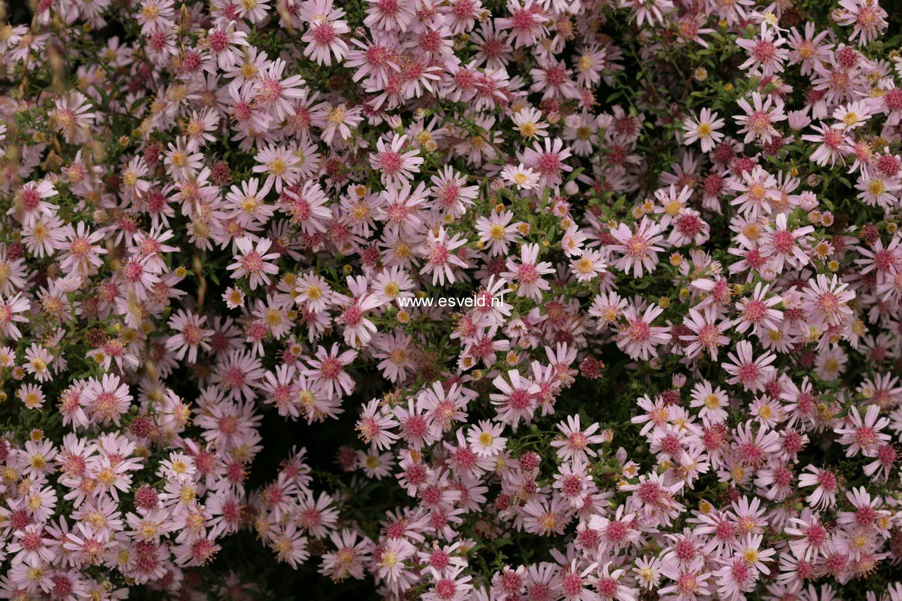 Aster laterifolius 'Coombe Fishacre'