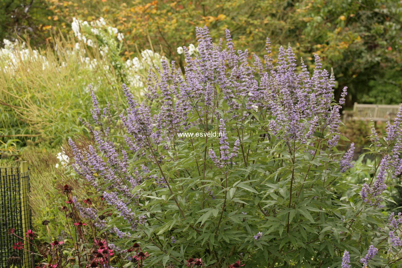 Vitex agnus-castus