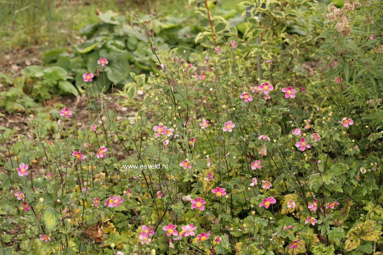 Anemone hybrida 'Ouverture'