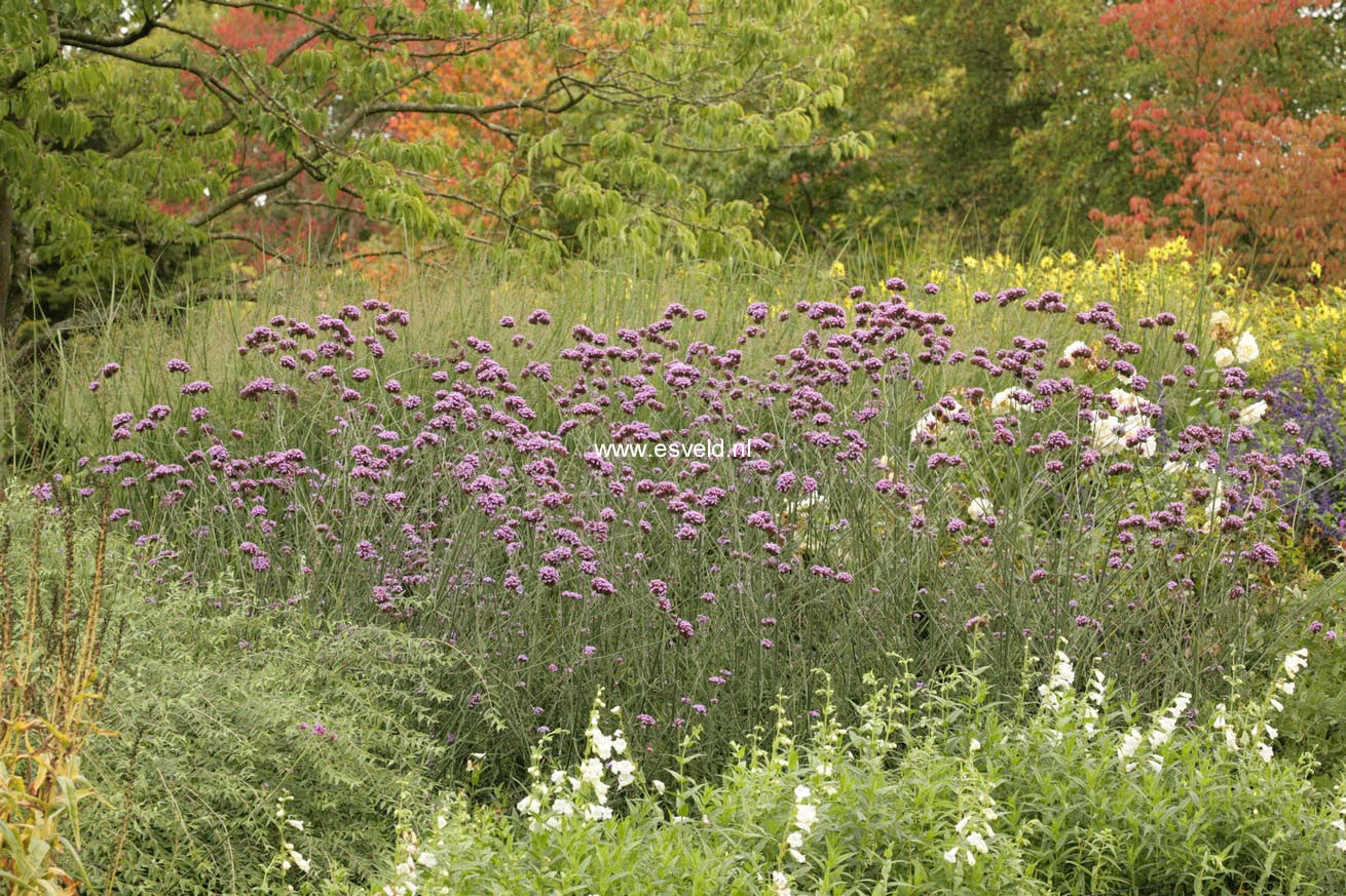 Verbena bonariensis