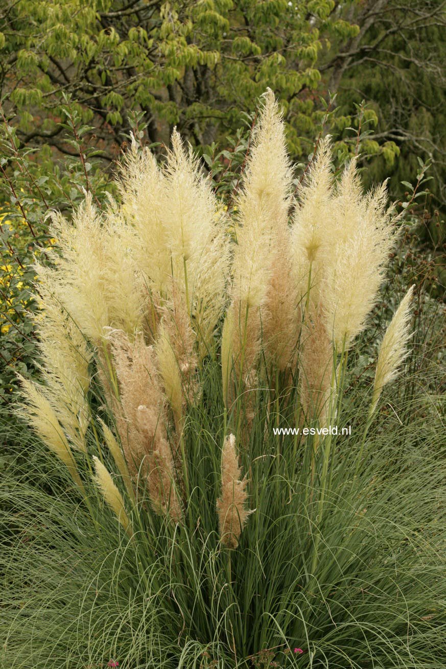 Cortaderia selloana 'Evita'