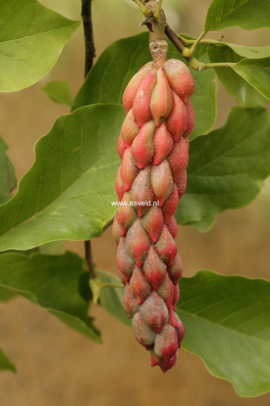 Magnolia 'Big Dude'