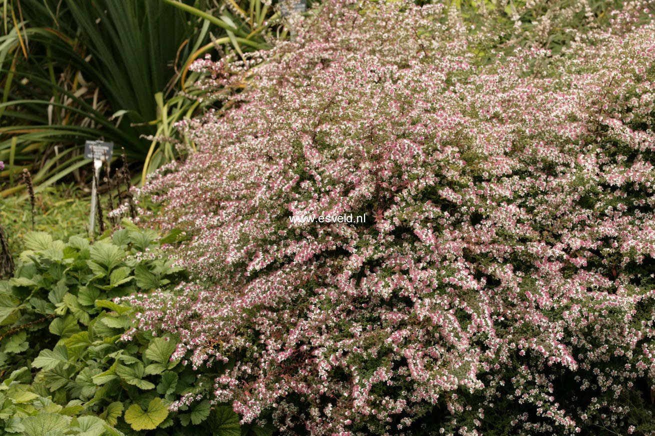 Aster lateriflorus 'Prince'