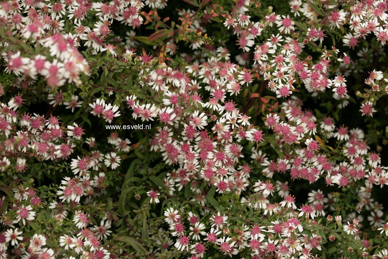 Aster lateriflorus 'Prince'