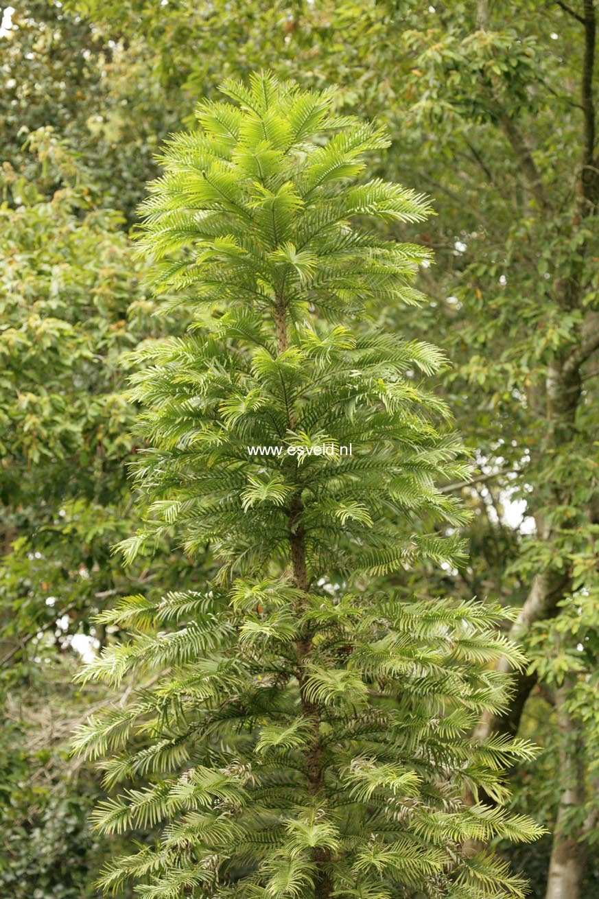 Wollemia nobilis