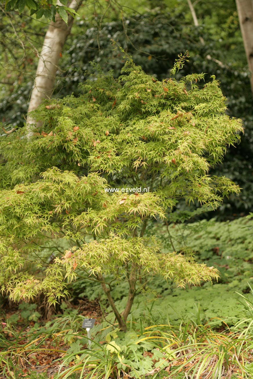 Acer palmatum 'Kamagata'