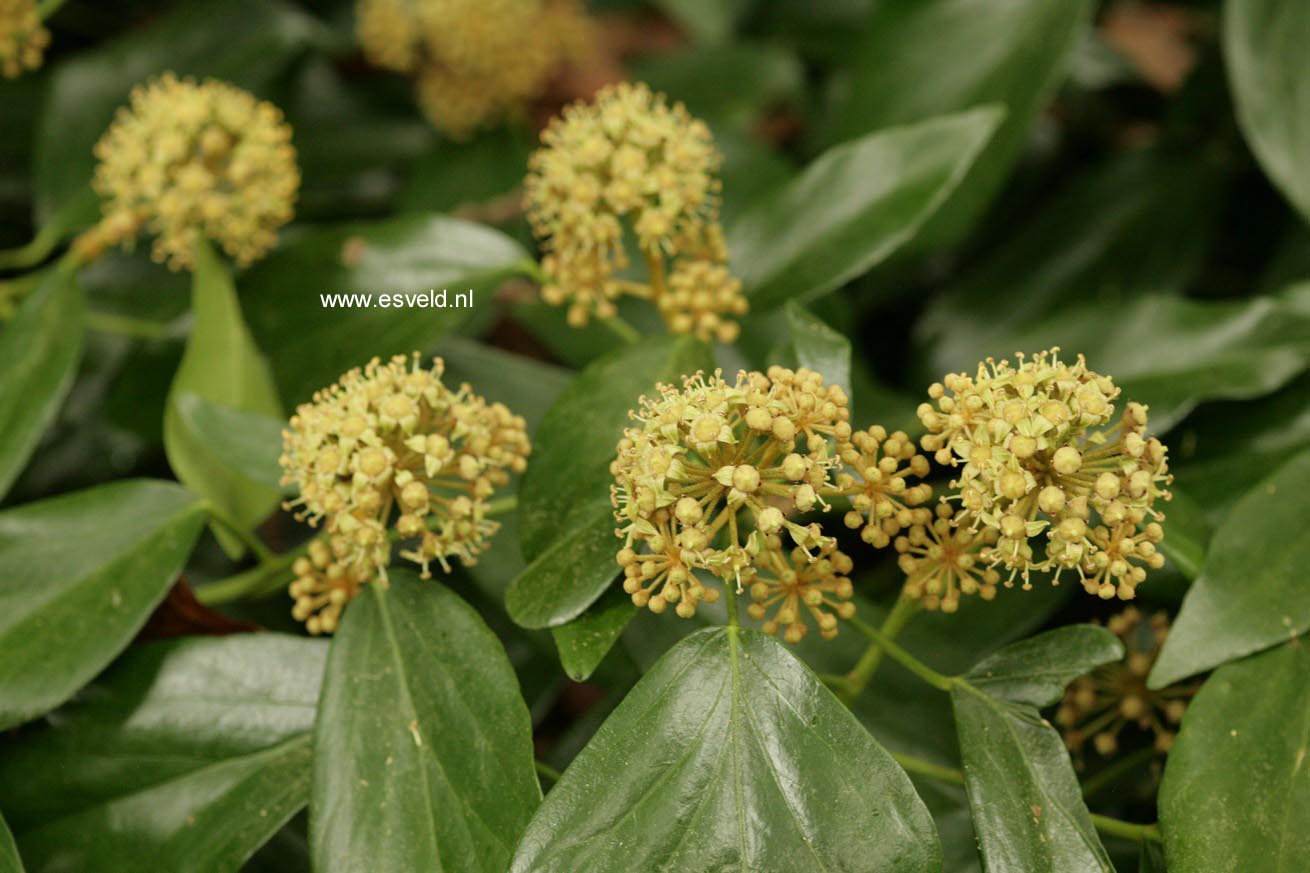 Hedera colchica 'Fall Favourite'