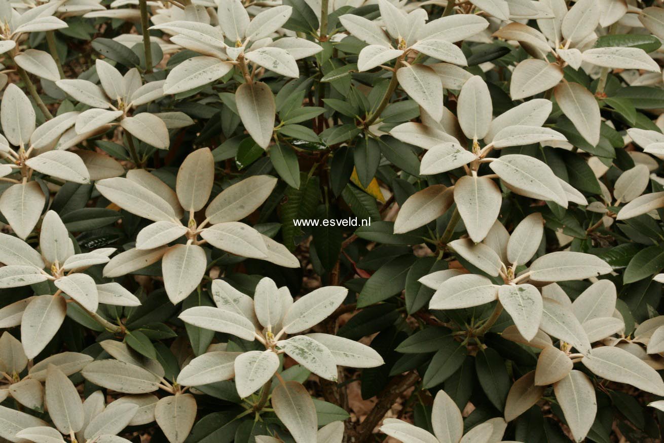 Rhododendron pachysanthum