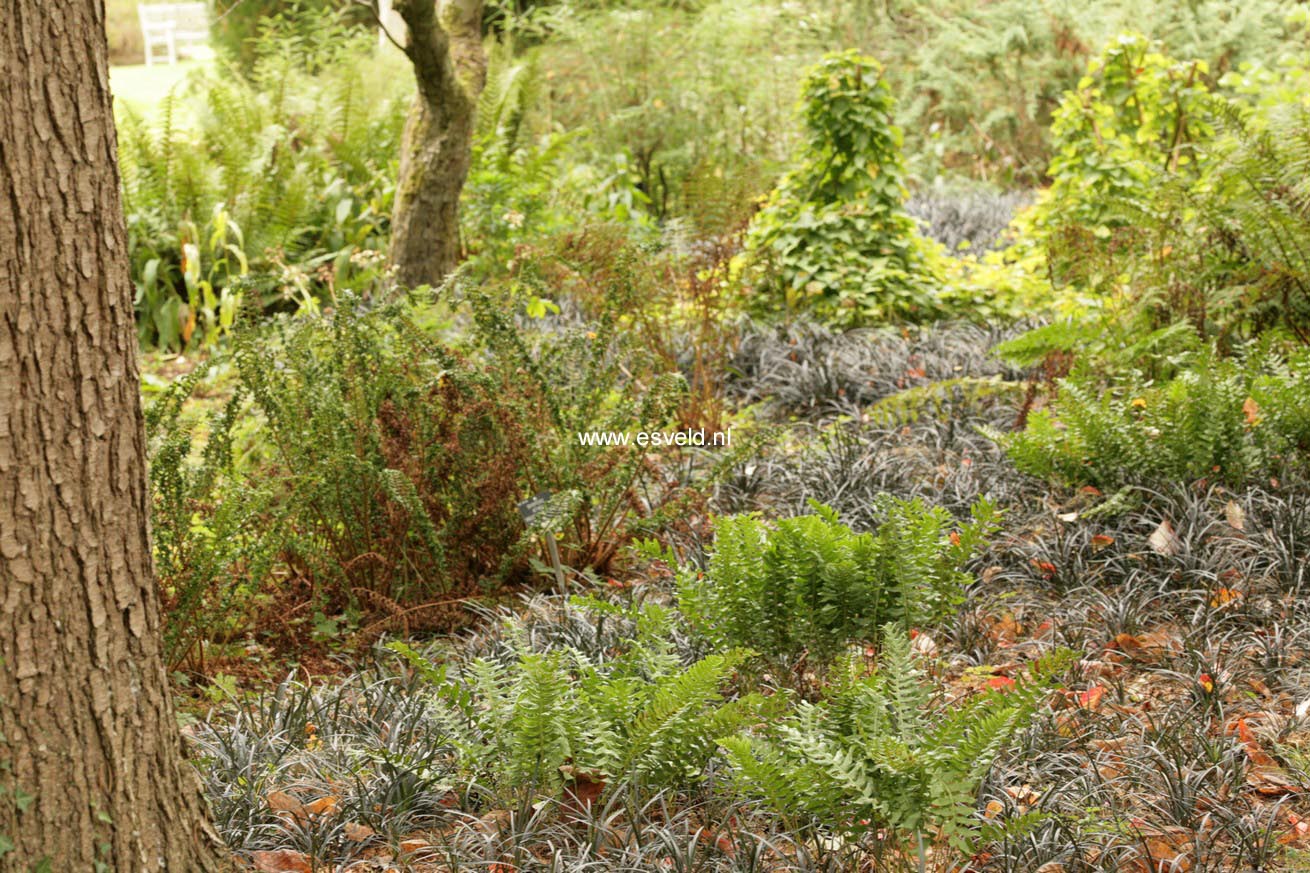 Ophiopogon planiscapus 'Niger'