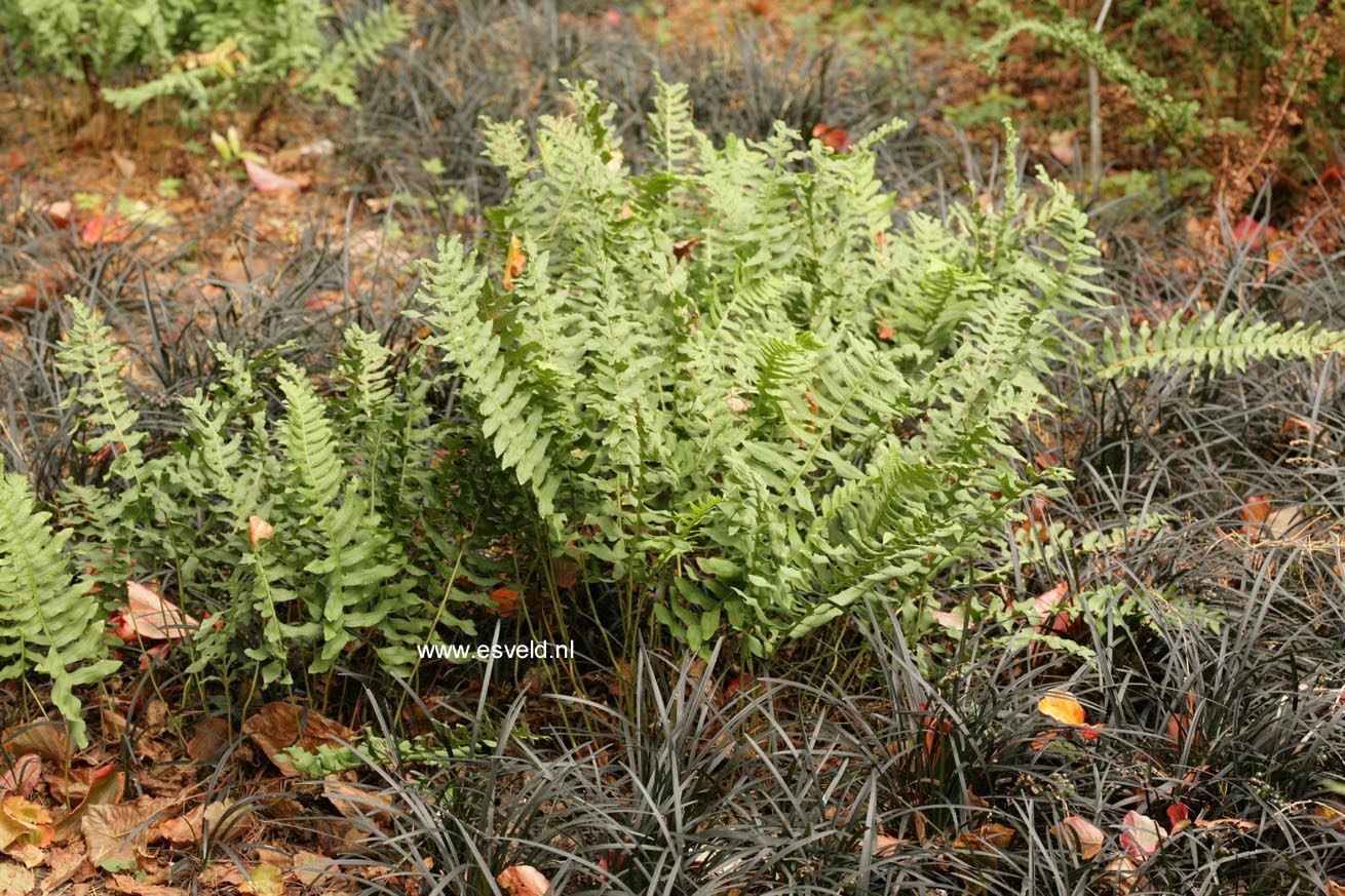 Polypodium vulgare