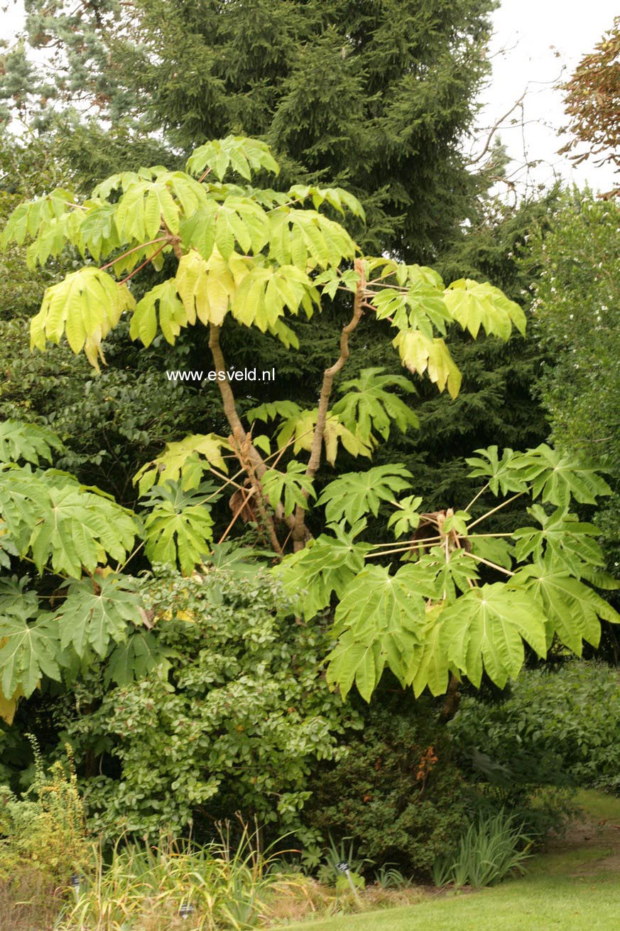 Tetrapanax papyrifer