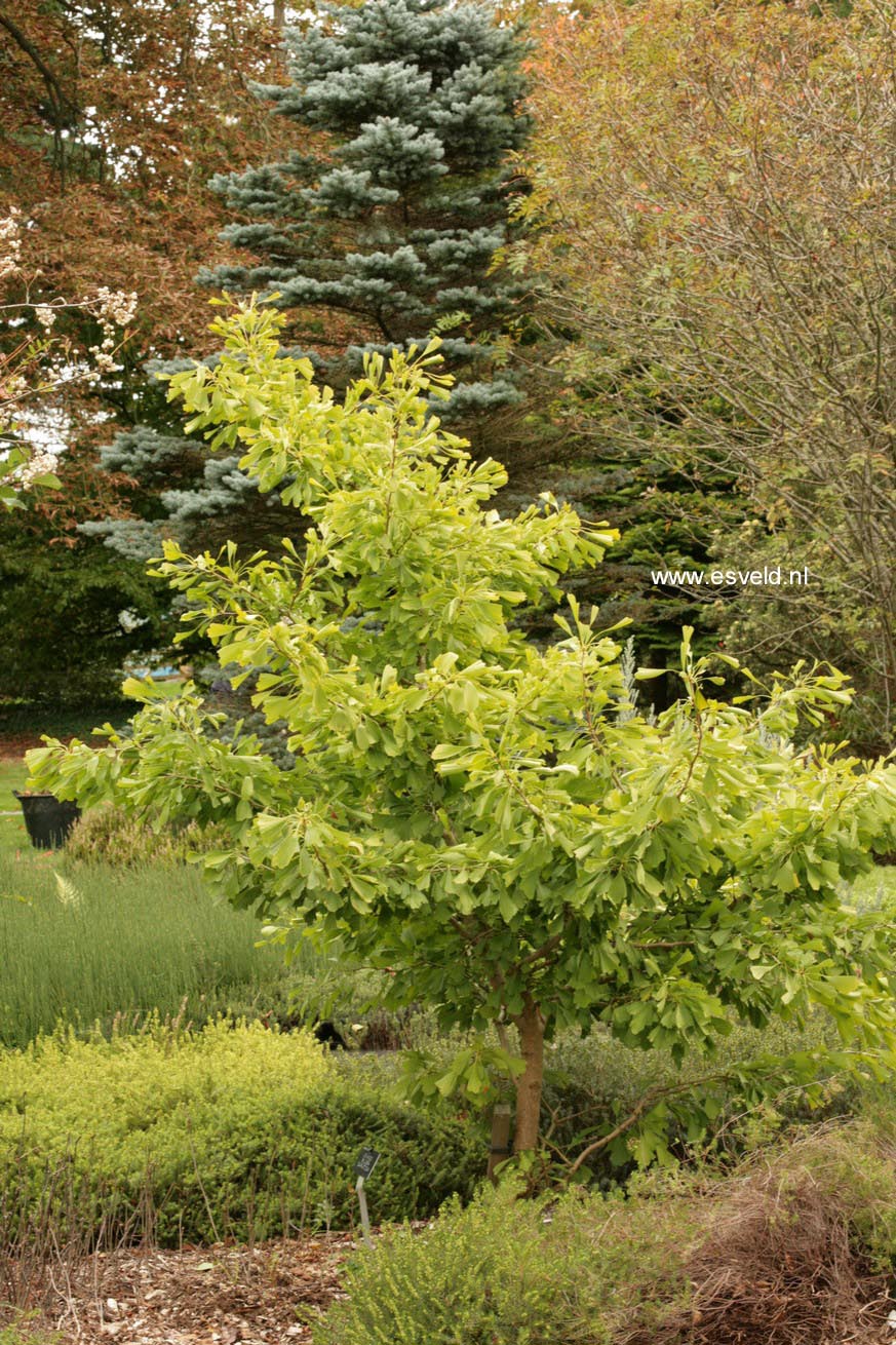 Ginkgo biloba 'Saratoga'