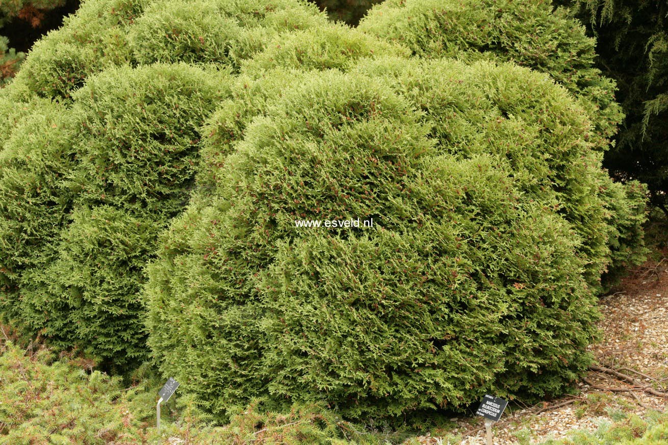 Thuja occidentalis 'Tiny Tim'