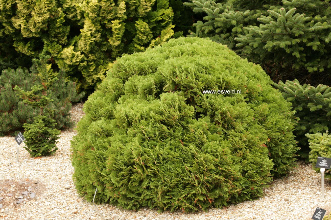 Thuja occidentalis 'Danica'