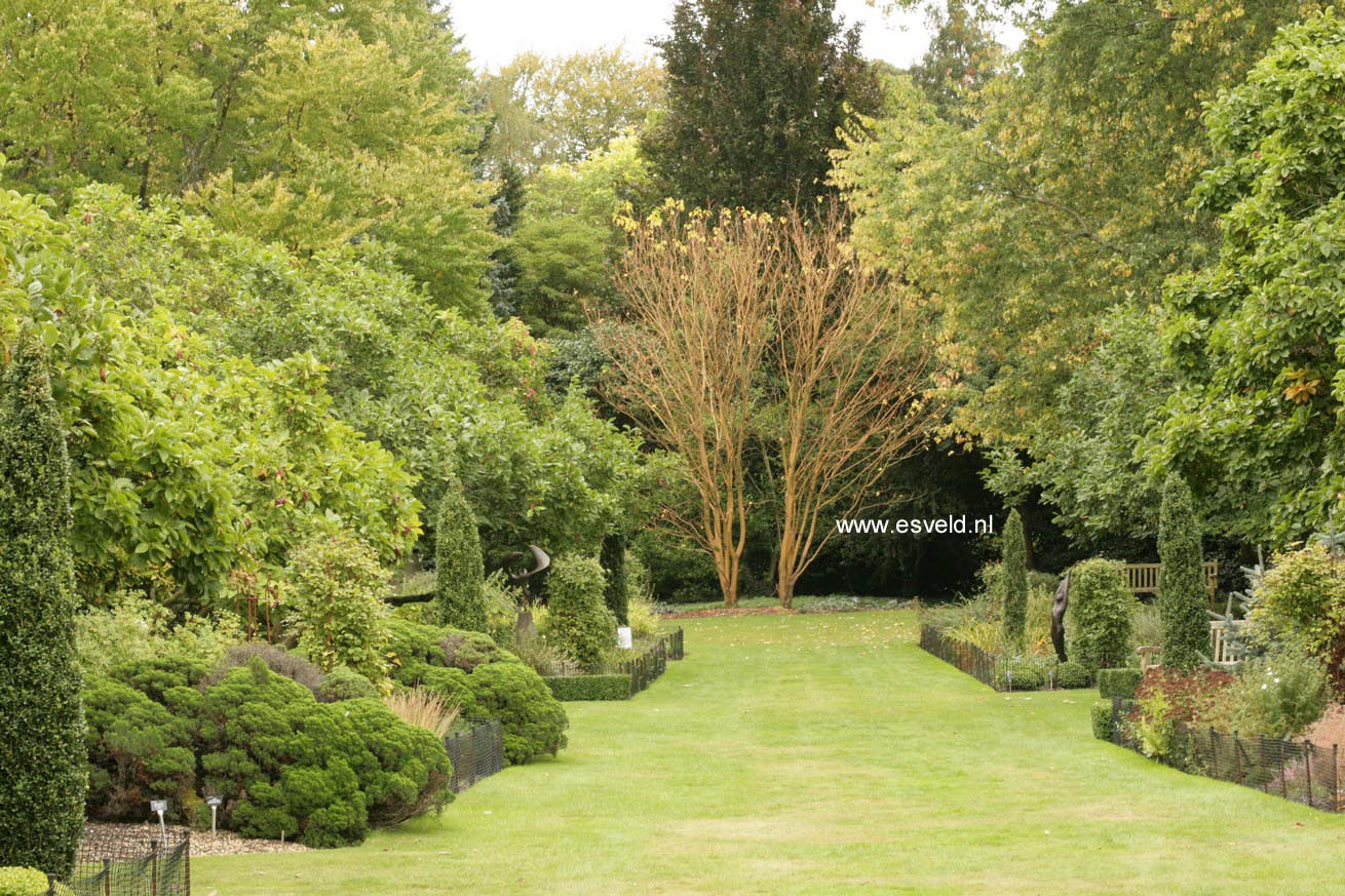 Acer pensylvanicum 'Erythrocladum'