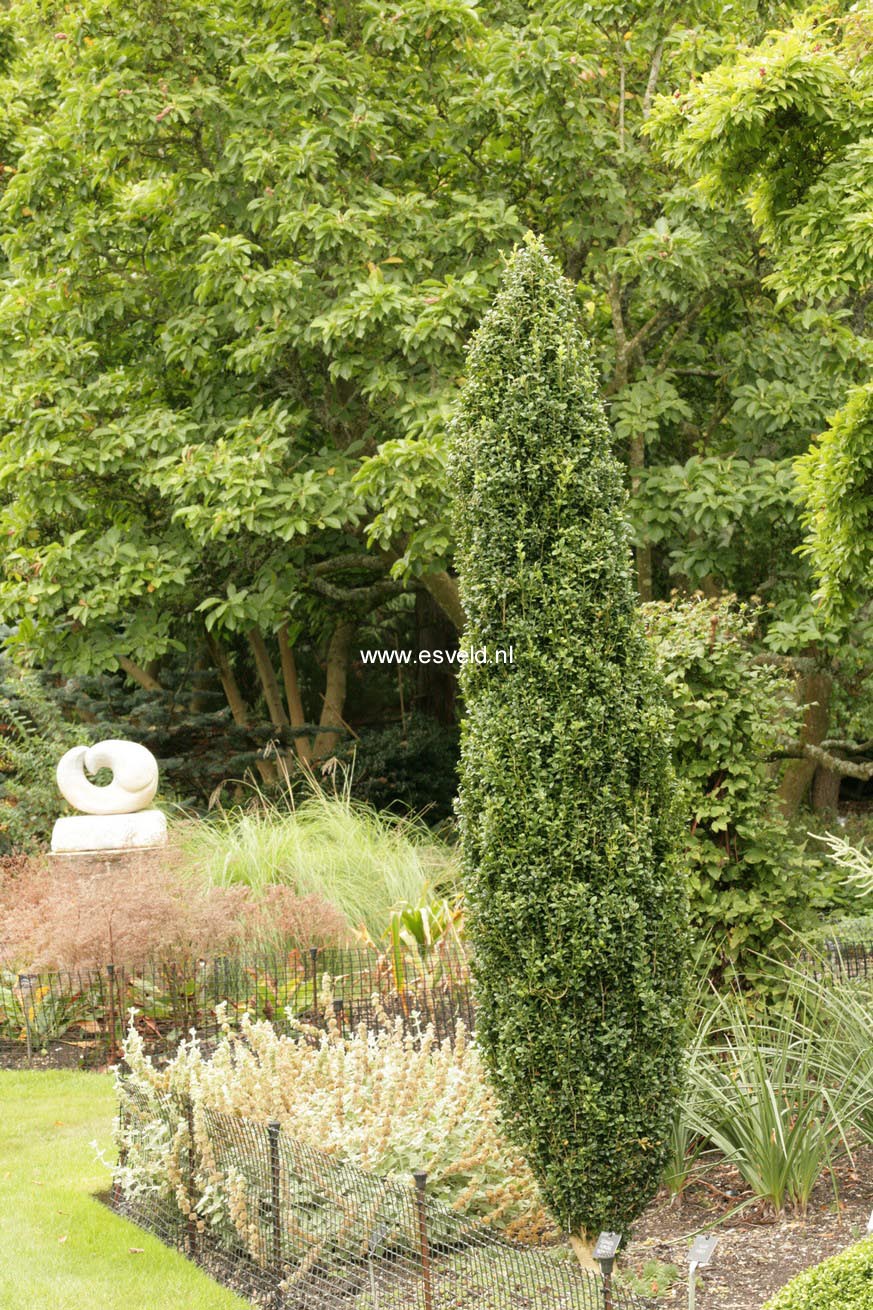 Buxus sempervirens 'Graham Blandy'