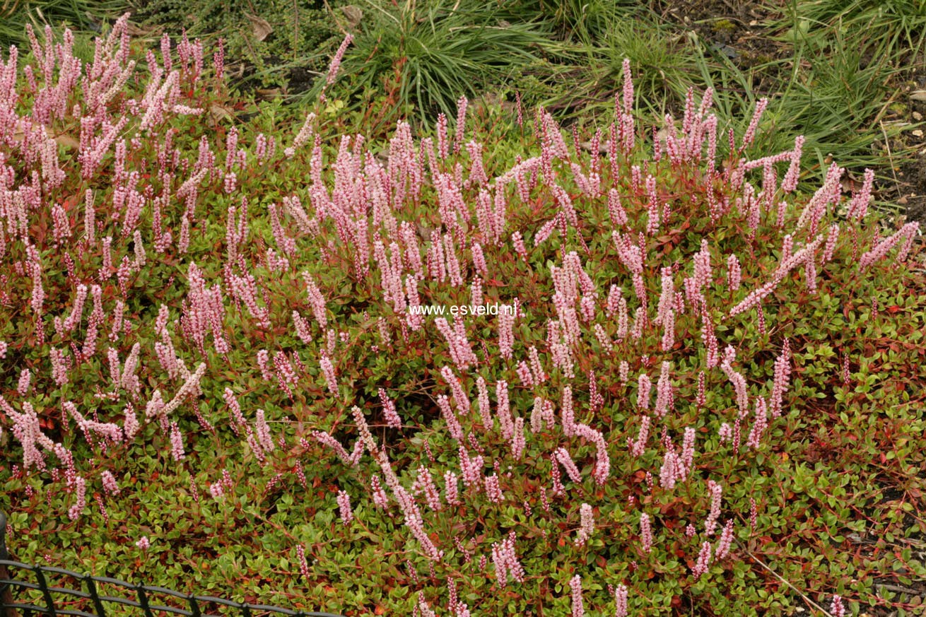 Persicaria vaccinifolia