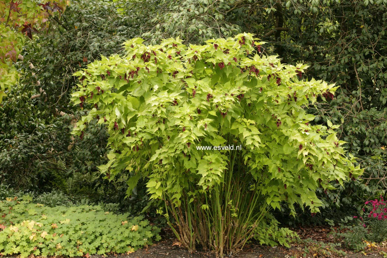 Leycesteria formosa 'Notbruce' (GOLDEN LANTERN)