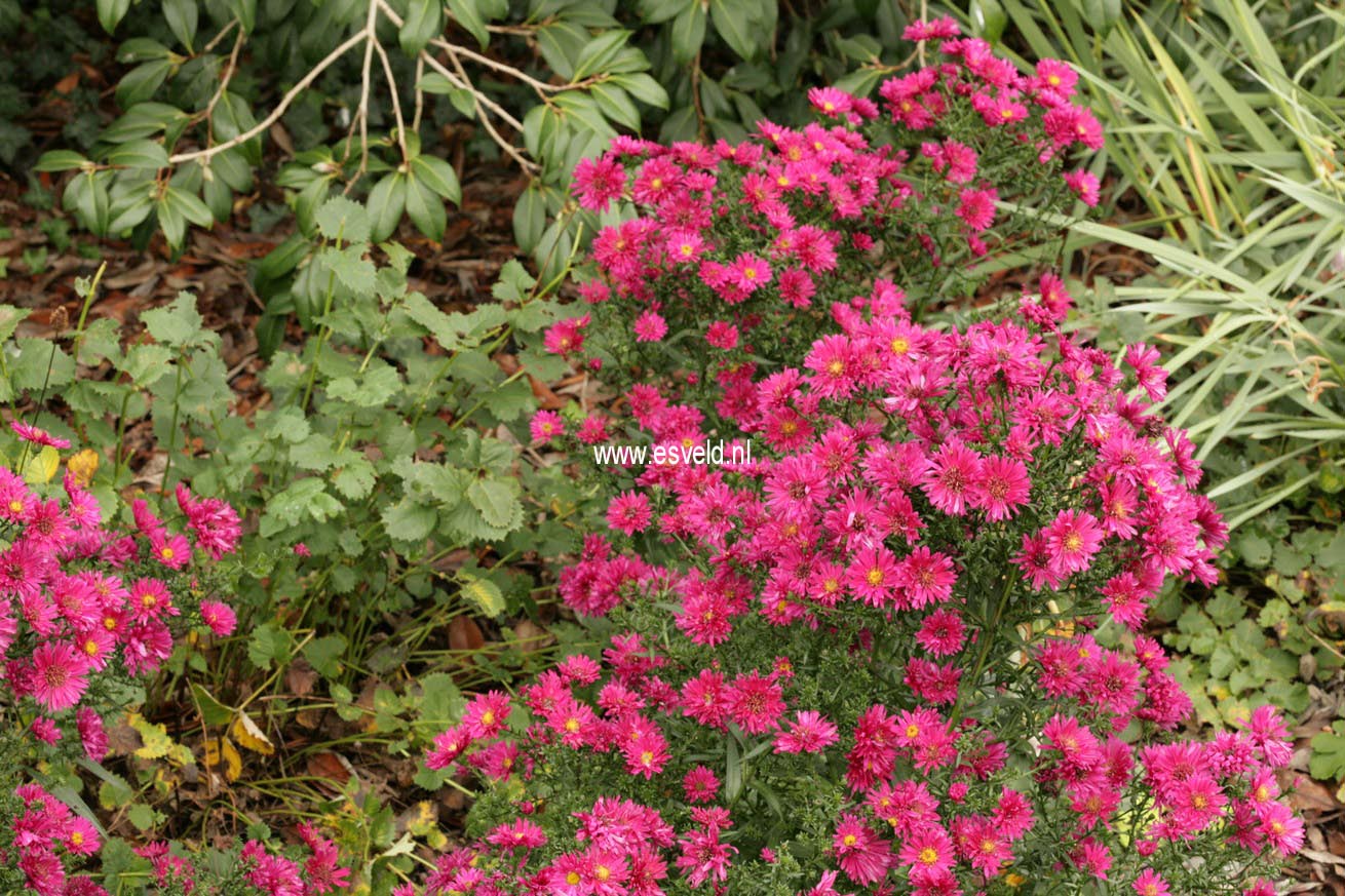 Aster novi-belgii 'Royal Ruby'