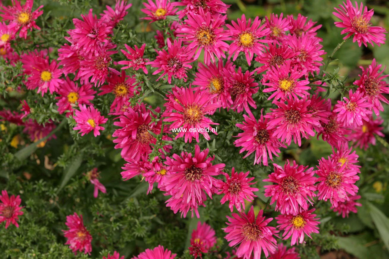 Aster novi-belgii 'Royal Ruby'