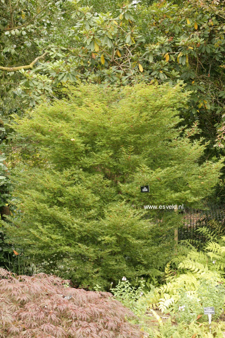 Acer palmatum 'Okushimo'