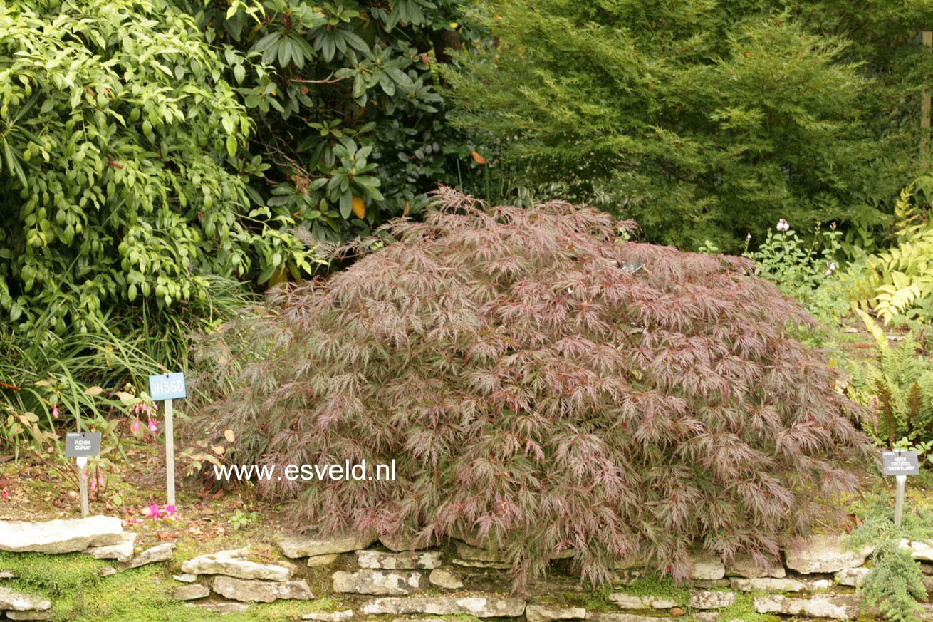 Acer palmatum 'Garnet'