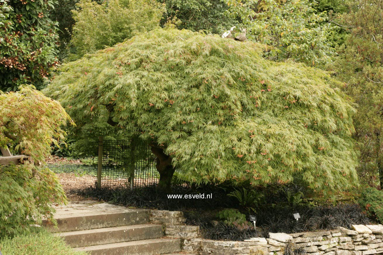 Acer palmatum 'Dissectum'