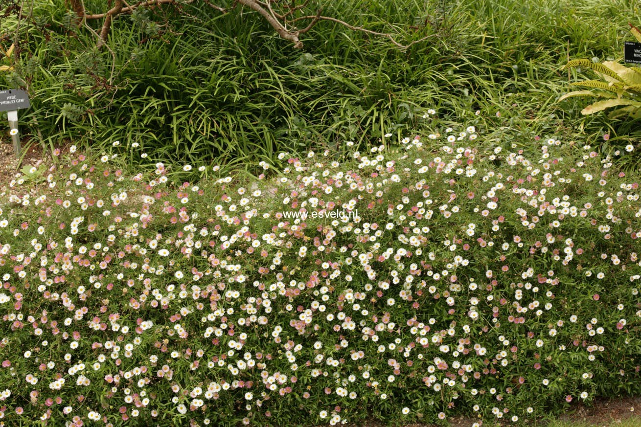 Erigeron karvinskianus