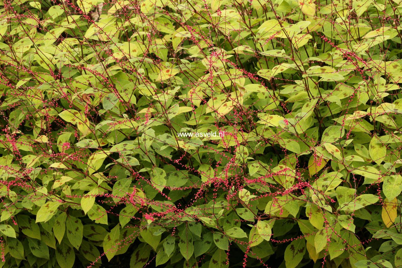 Persicaria filiformis