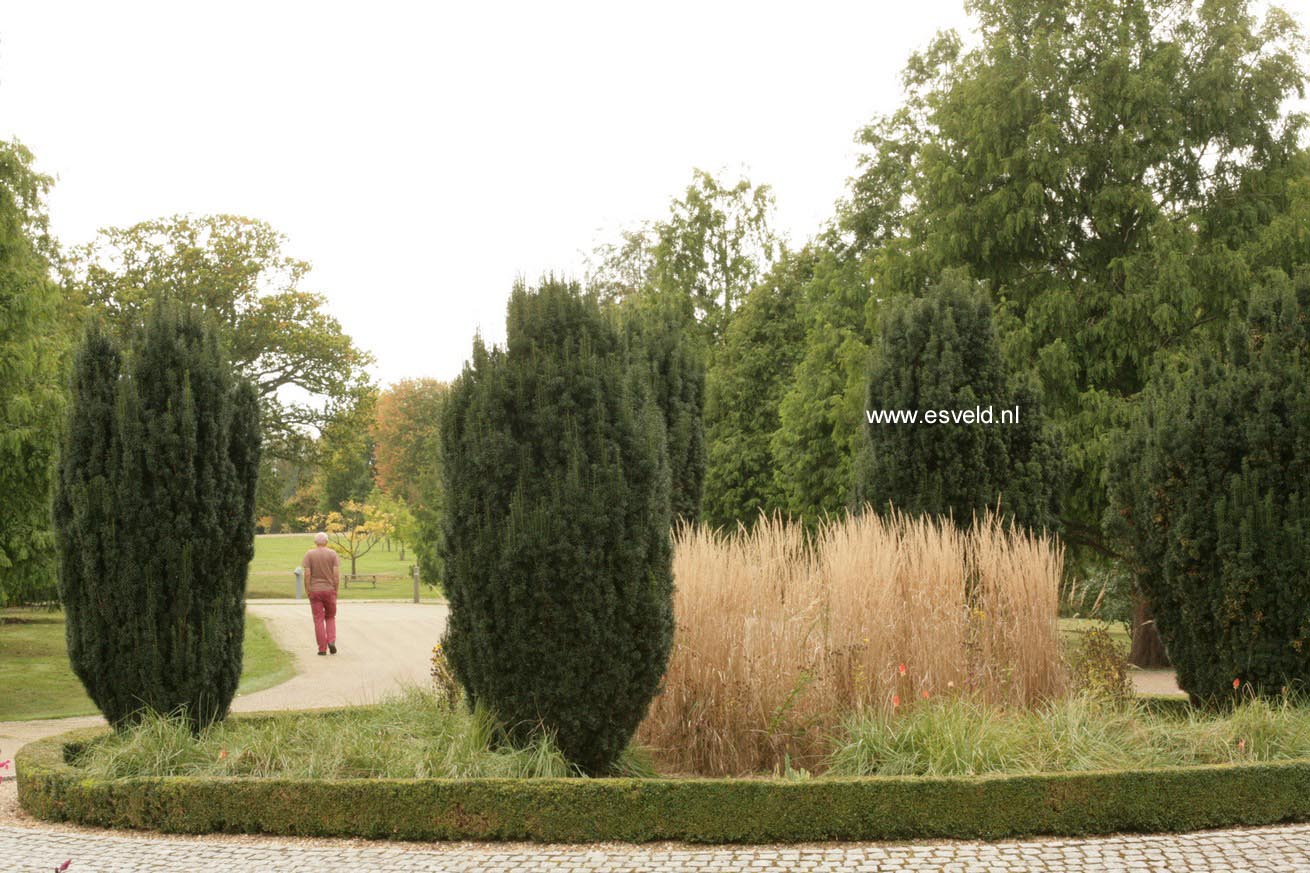 Taxus baccata 'Fastigiata'