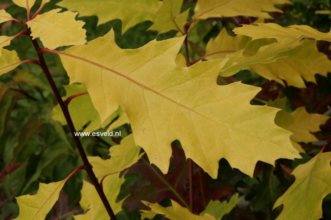 Quercus rubra 'Boltes Gold'