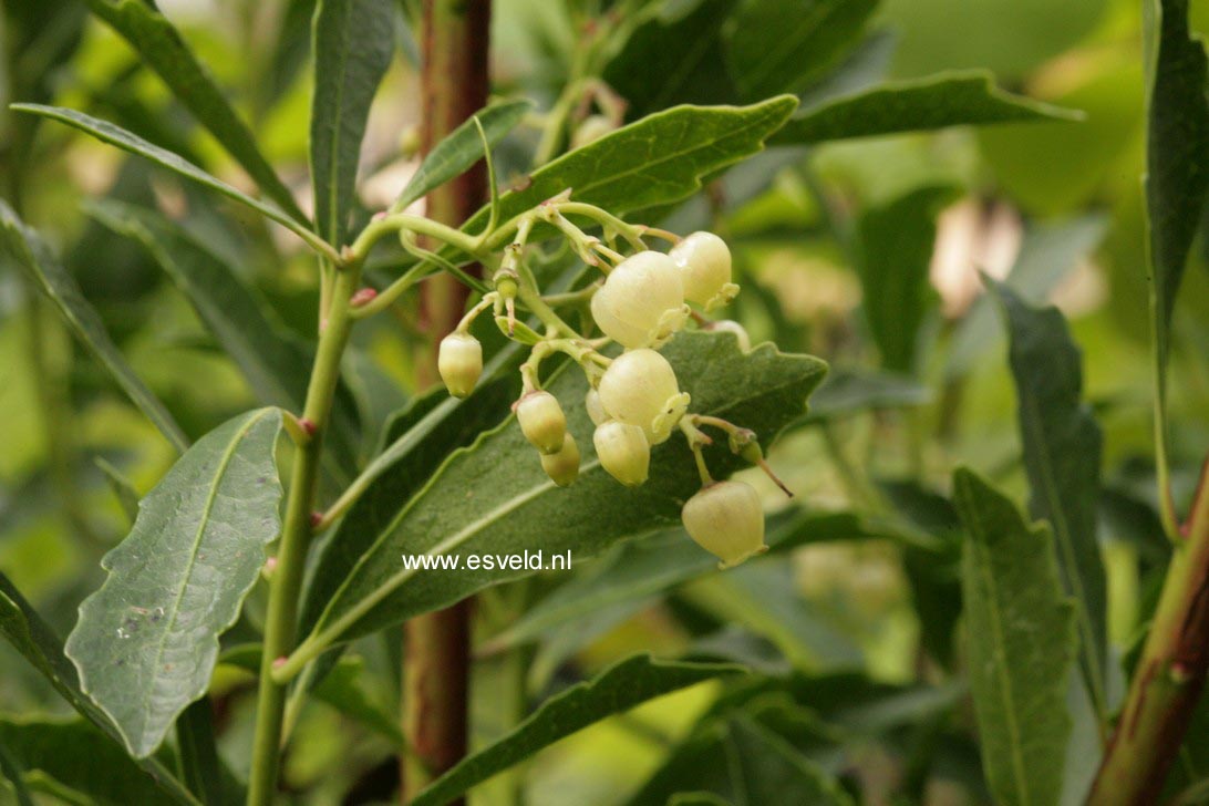 Arbutus unedo 'Quercifolia'