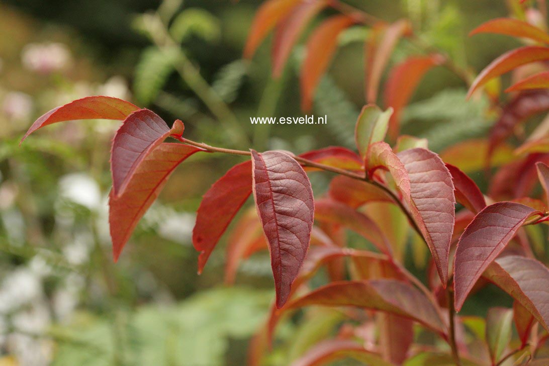 Stewartia rostrata