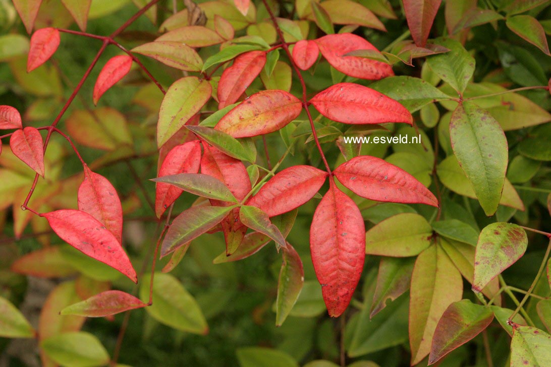 Nandina domestica