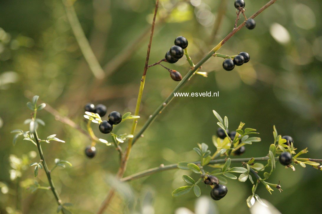 Jasminum officinale