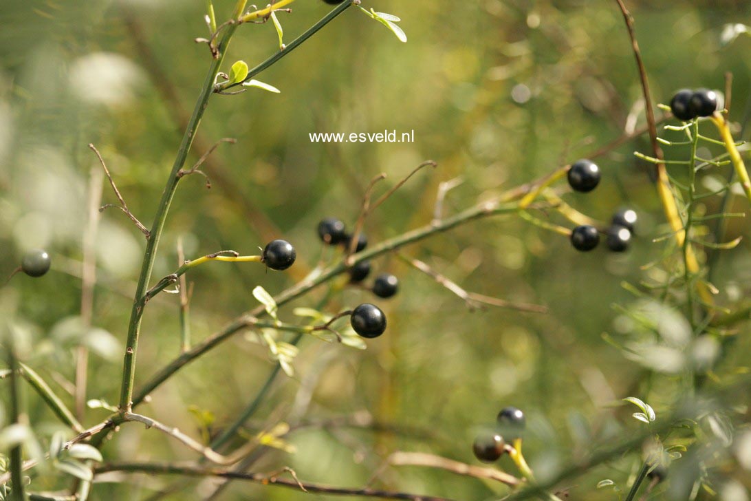 Jasminum officinale