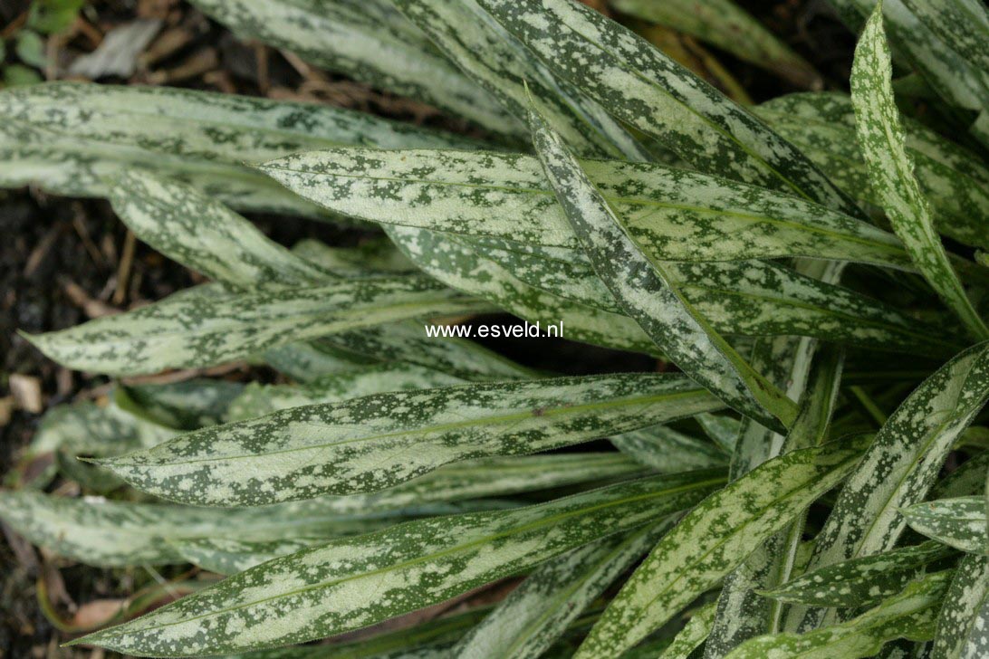 Pulmonaria longifolia ssp. cevennensis